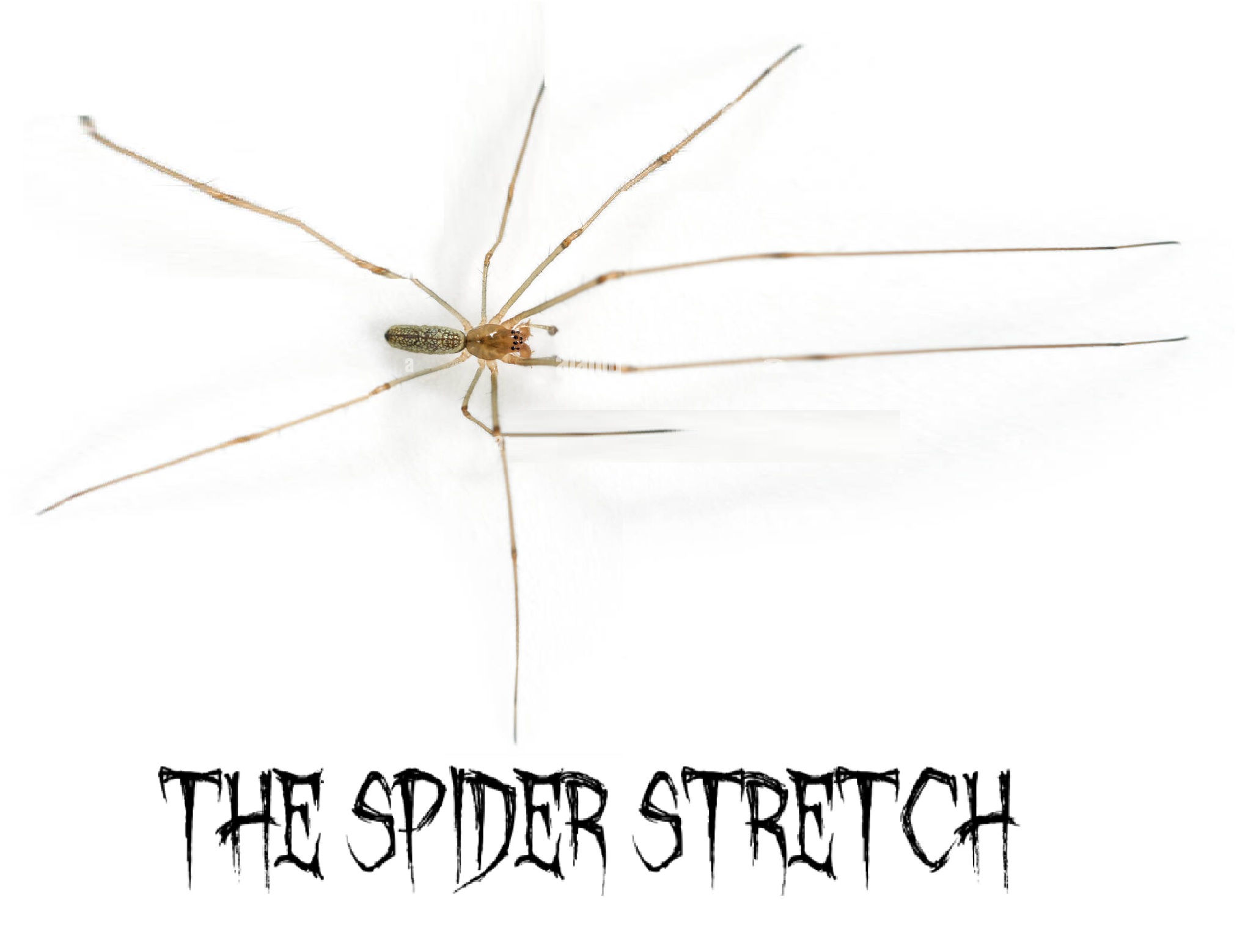 spider logo